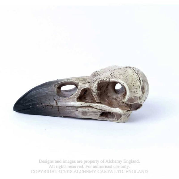 Small Raven Hauskúpa