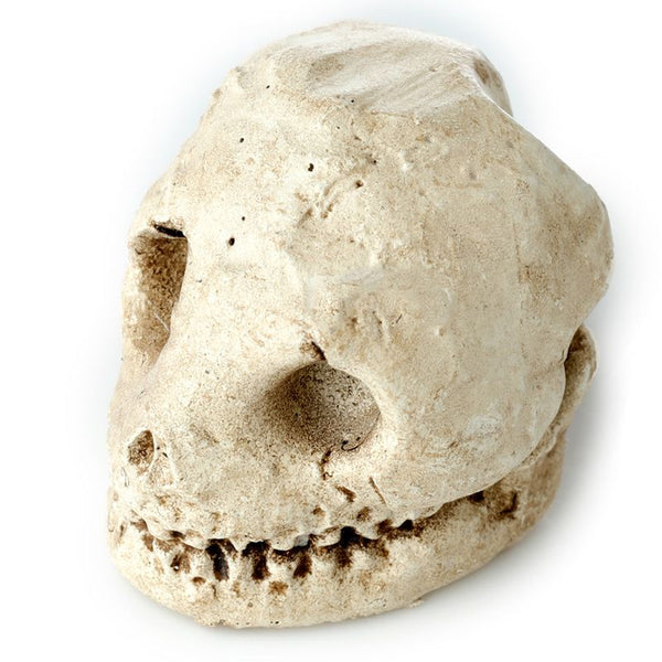Human Skull Dig-A-Saurs