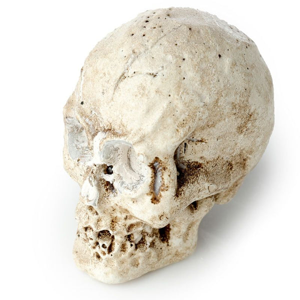 Human Skull Dig-A-Saurs